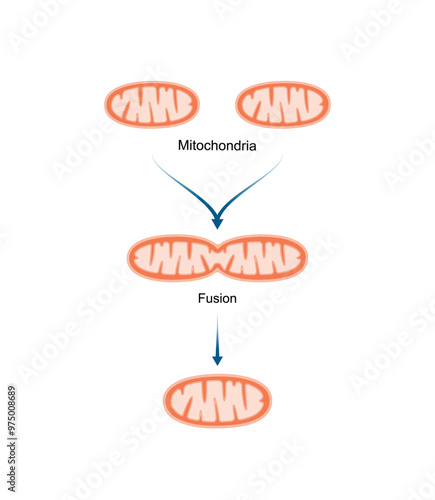 Mitochondrial fusion. Mitochondrial biogenesis. Scientific vector illustration.
