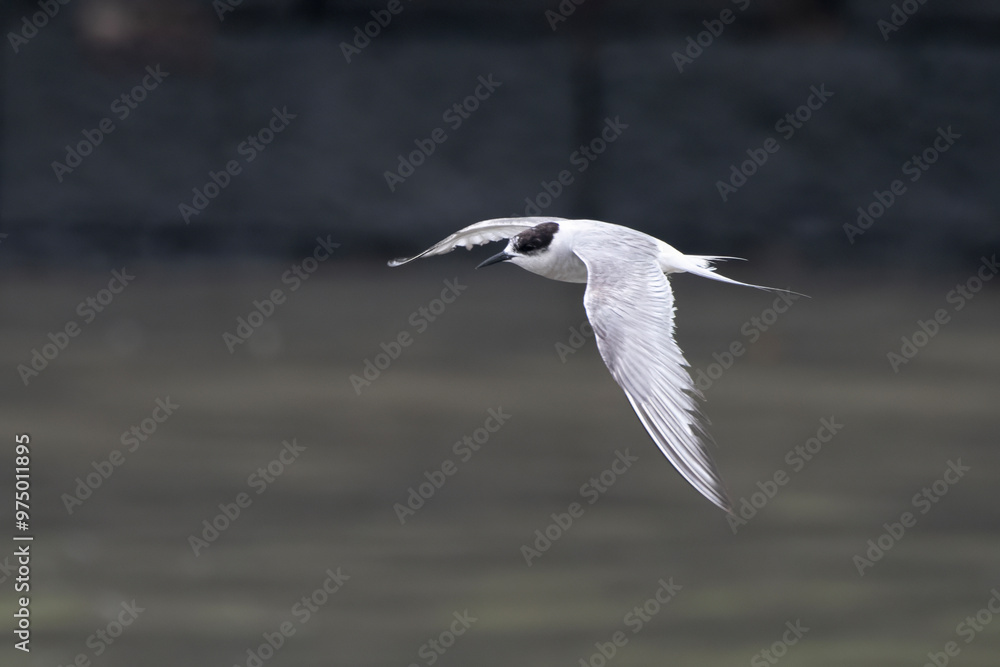 Arctic tern or Sterna paradisaea at Mumbai coast Maharashtra, India Arctic tern or Sterna paradisaea at Mumbai coast Maharashtra, India