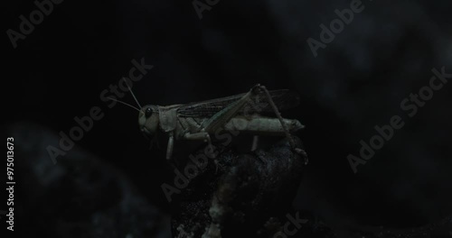 This is a close-up video of a cricket chirping at night. The cricket is perched on a rock and is lit by a single light source. The video is dark and atmospheric, and the only sound is the crickets