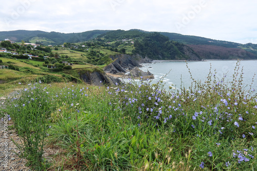 Blooming Chicory and Lush Meadows Overlooking Coast of Bermeo, Basque Country photo