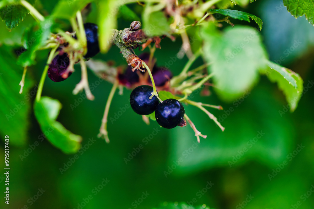 Ripe Blackcurrant Berries on a Green Bush Ripe Blackcurrant Berries on a Green Bush