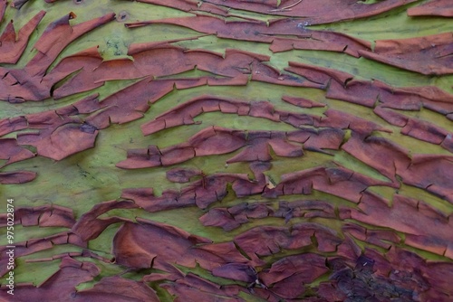 Madrona or Arbutus tree trunk paper peeling to reveal lime green new bark