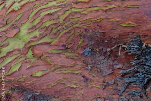 Madrona or Arbutus tree trunk paper peeling orange, red, and green natural pattern