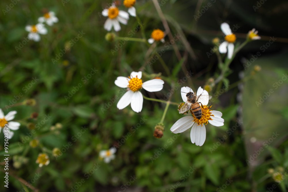 Naturaleza/Animales. Flores con abeja. Naturaleza/Animales. Flores con abeja.
