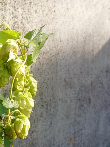 Vertical photo of wild hops from the left side against a gray concrete wall. Background for beer makers. photo