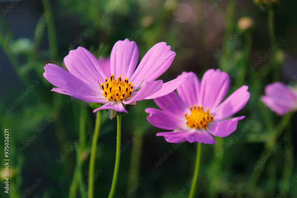 pink cosmos flowers