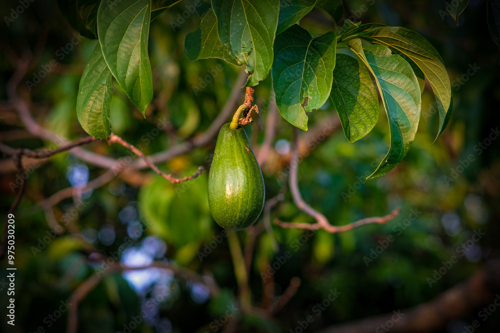Close up of an avocado in the tree. Close up of an avocado in the tree.