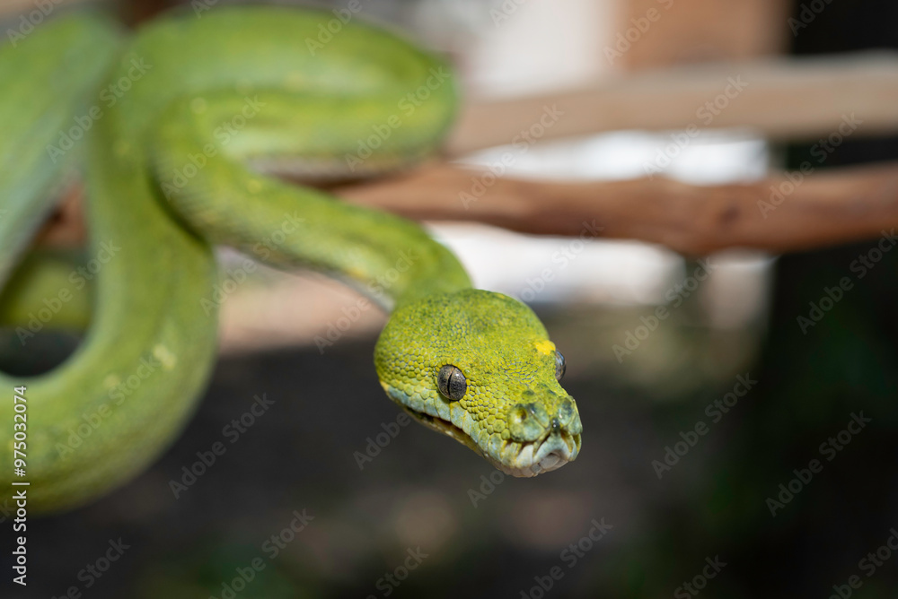 Fototapeta premium Biak Green Tree Python