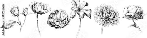 Hand drawn floral botanical flowers. Wild spring leaf wildflower isolated on white. Black and white engraved ink art.