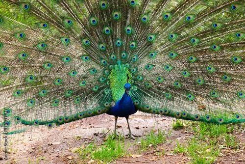 Fotografija Showoff