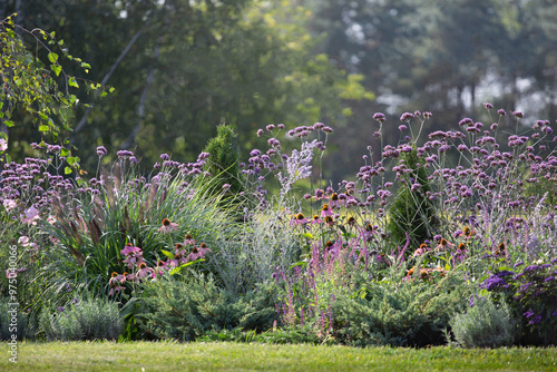 Wallpaper Mural rural summer garden with colorful flowers. pollinator-friendly flowerbed. sage, coneflowers, echinacea, roses, lavender, verbena patagoniana, Torontodigital.ca