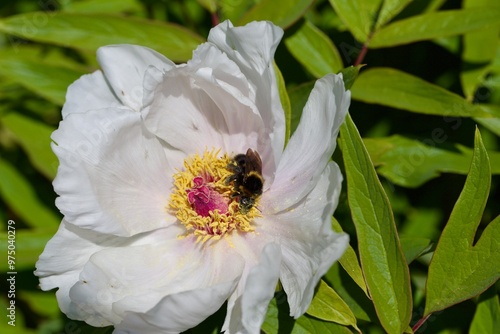 Macro shot of bumblebee collecting and transporting nectar and pollen from white flower. 