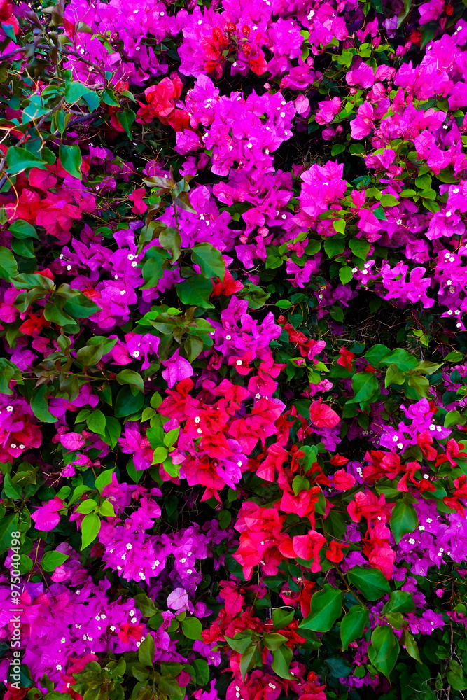 Pink and purple bougainvillea with green leaf Pink and purple bougainvillea with green leaf