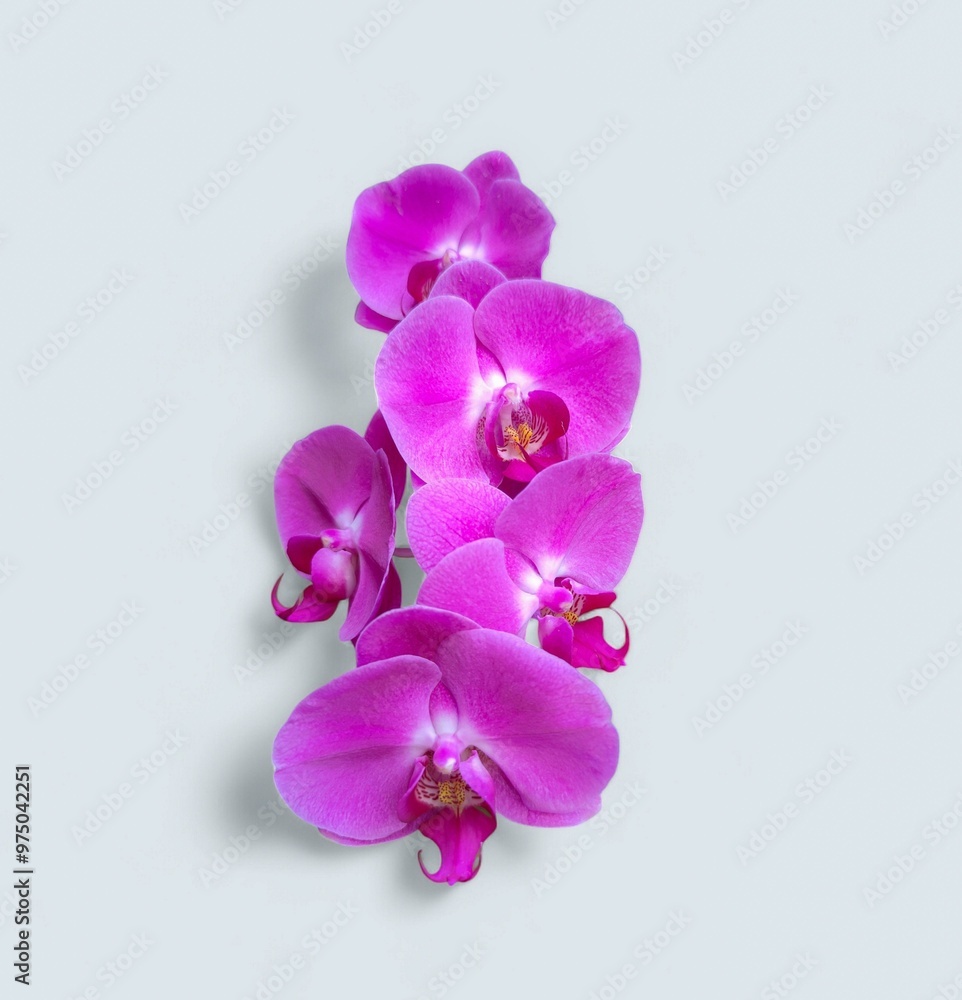 Pink Phalaenopsis orchid with white background Pink Phalaenopsis orchid with white background