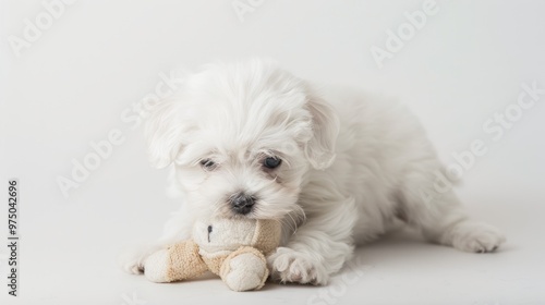 Maltese puppy playfully interacting with a small plush toy