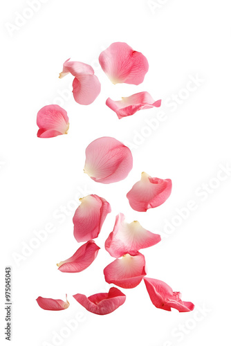 Fototapeta Naklejka Na Ścianę i Meble -  falling pink rose petals isolated png transparent background