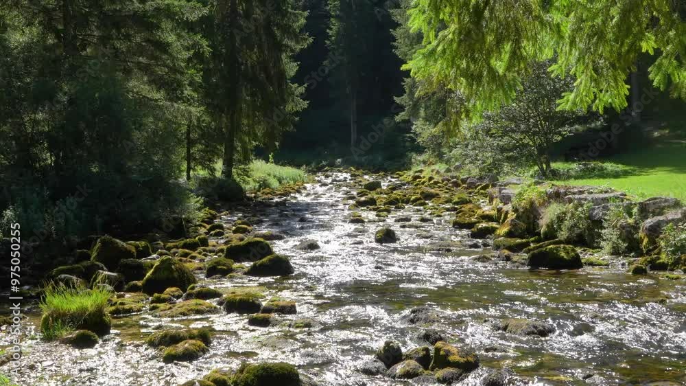 une rivière étincellante de montagne entre les sapins