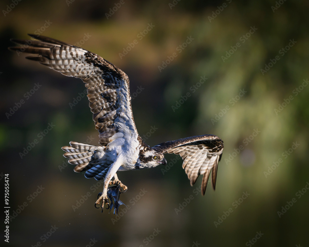 Fototapeta premium Aguila pescadora en vuelo con pesca reciente 