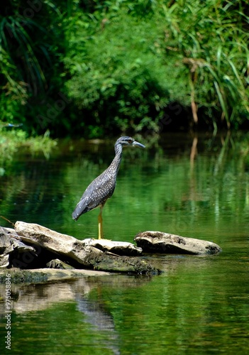 crane on the water