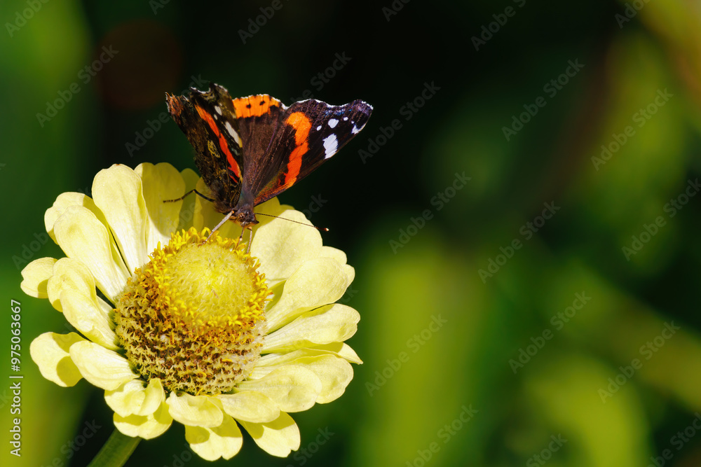 A butterfly is sitting on a yellow flower