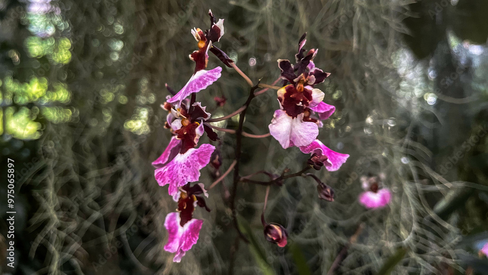 Obraz premium Oncidium Sharry Baby