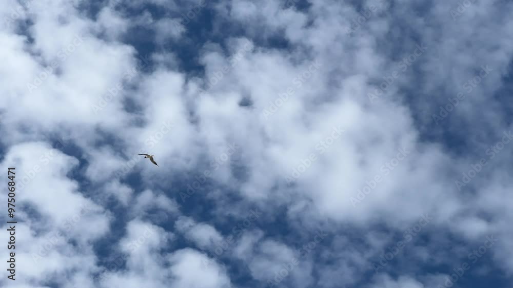 A seagull gracefully glides across the expansive blue sky, symbolizing freedom A seagull gracefully glides across the expansive blue sky, symbolizing freedom