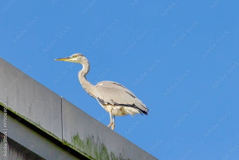Fototapeta premium Grey heron is standing on a ledge in front of a blue sky