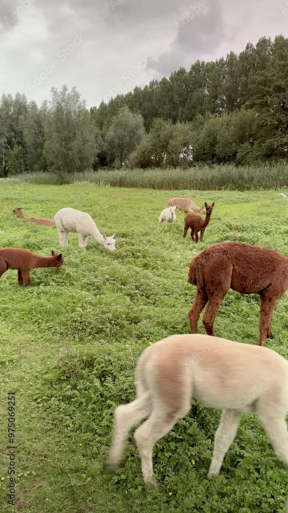 Alpacas Grazing Calmly in a Beautiful and Lush Green Pasture Under a Clear Blue Sky