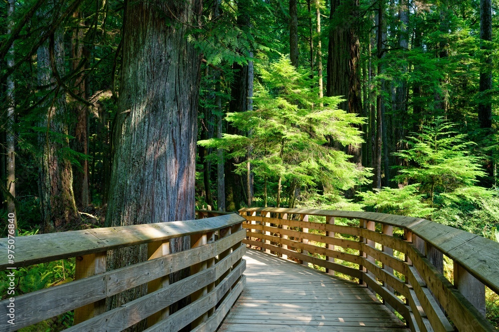 Wooden boardwalk through lush green forest Wooden boardwalk through lush green forest