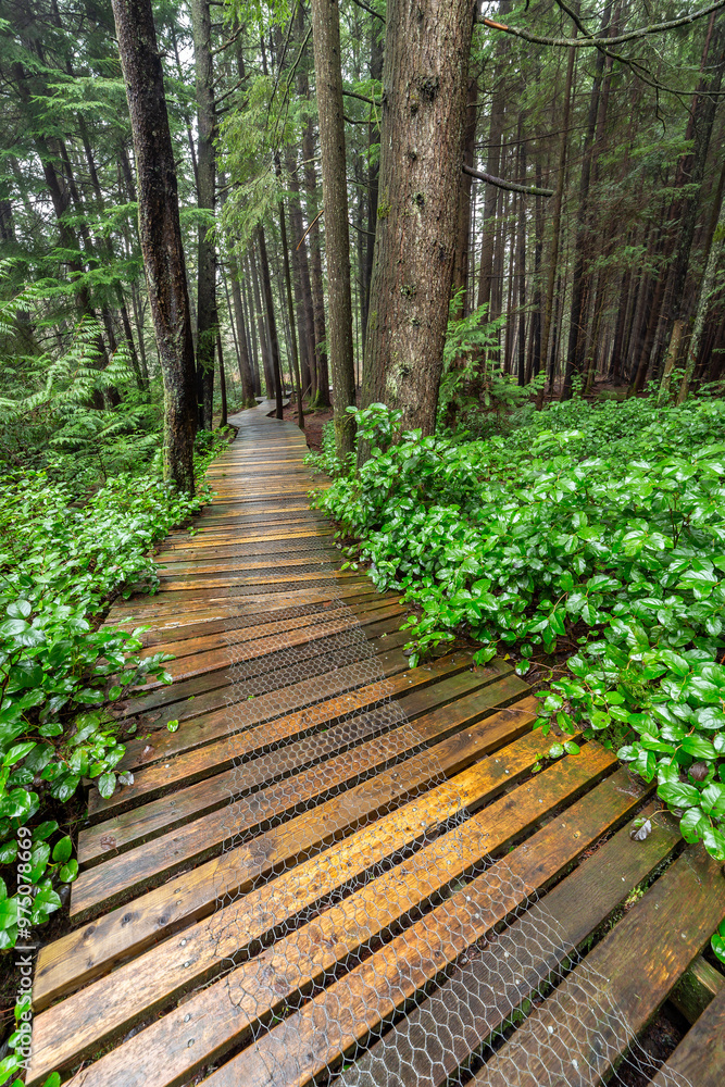 A wooden pathway meanders through a lush, green forest, enveloped by tall trees and vibrant foliage in Burns Bog, an ecological preserve in Delta, British Columbia, Canada A wooden pathway meanders through a lush, green forest, enveloped by tall trees and vibrant foliage in Burns Bog, an ecological preserve in Delta, British Columbia, Canada