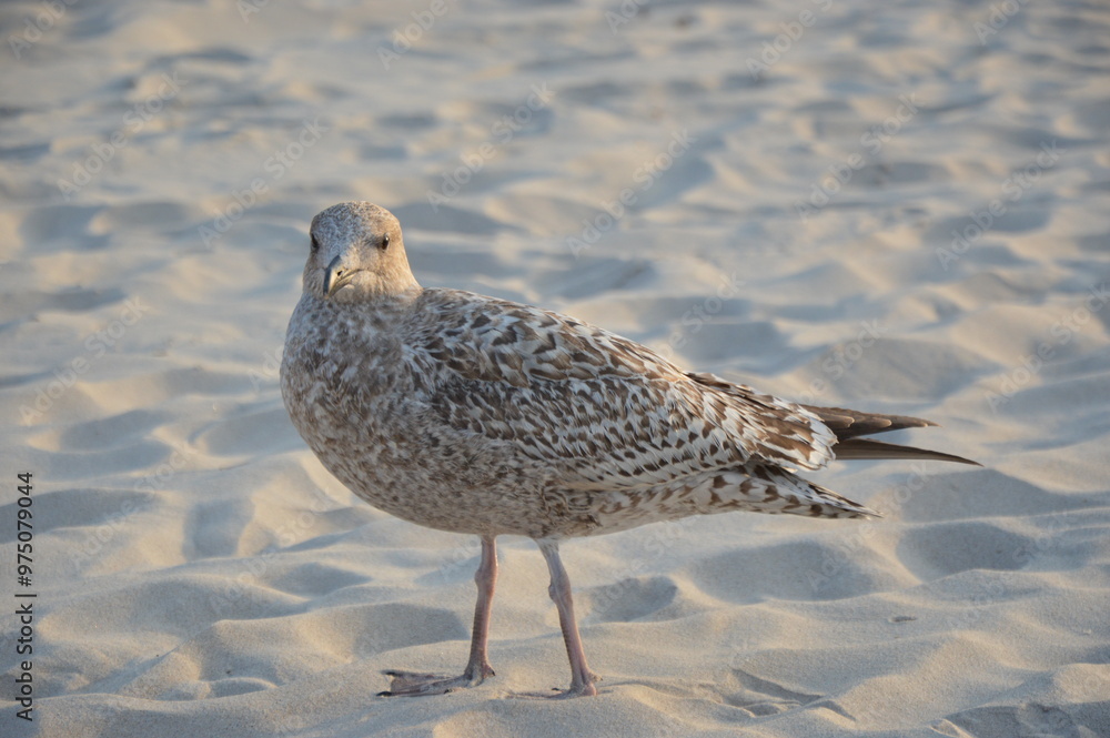 seagull seagull