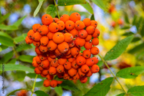 Rowan berry clusters orange berries hanging on branches in green foliage on a tree close-up photo botany plants medicinal herbs phytotherapy health benefits naturalness photo