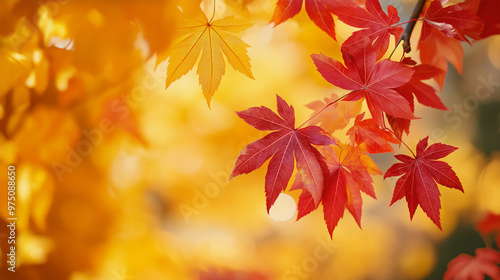 red and yellow fall leaves autumn natural 