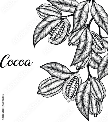 Vector background with cocoa . Hand drawn. Vintage style