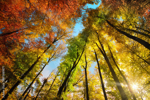 Autumn colors with a canopy of tall trees framing a stripe of blue sky, with the bright sun beautifully shining through the colorful foliage 