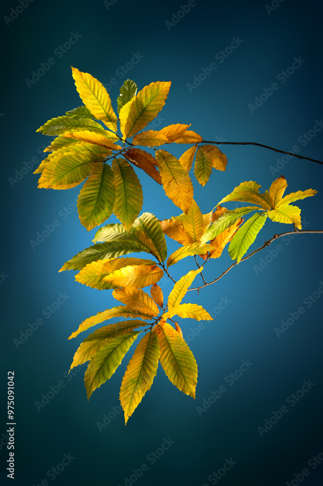 Colorful autumn chestnut leaves, studio closeup on dark teal background with nice vignetted lighting Colorful autumn chestnut leaves, studio closeup on dark teal background with nice vignetted lighting