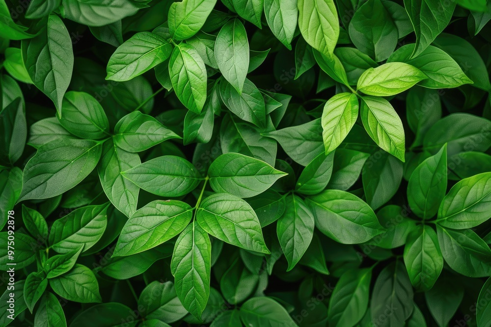 Green Leaves background Green Leaves background