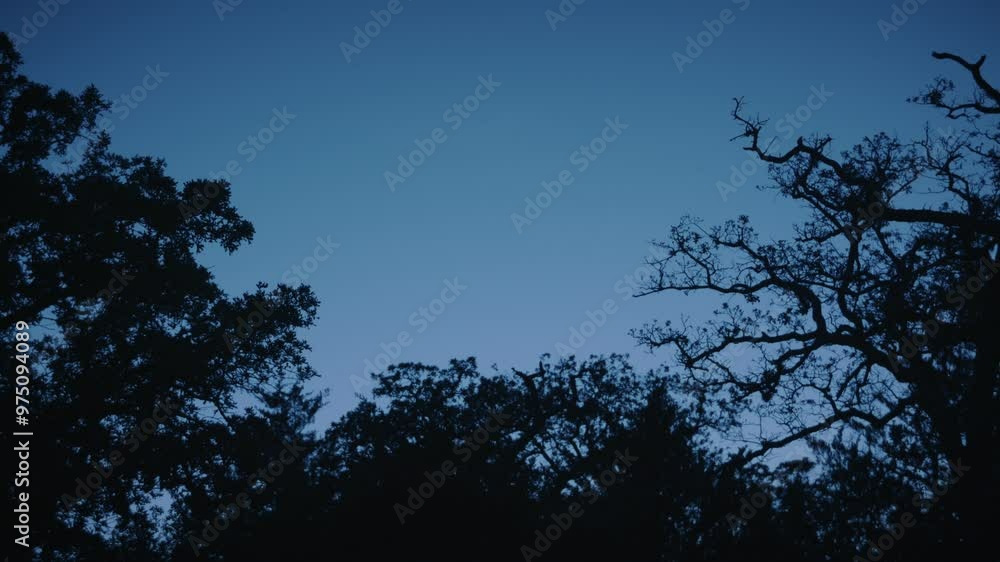 Silhouetted trees and branches under a deep blue twilight sky in a serene evening setting Silhouetted trees and branches under a deep blue twilight sky in a serene evening setting