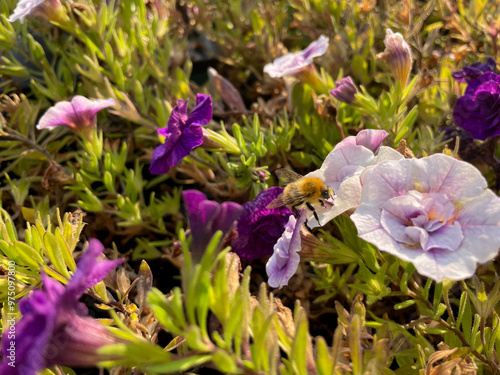 Beautiful pink and purple blooming Calibrachoa double bell flowers and a bee collects nectar close up photo