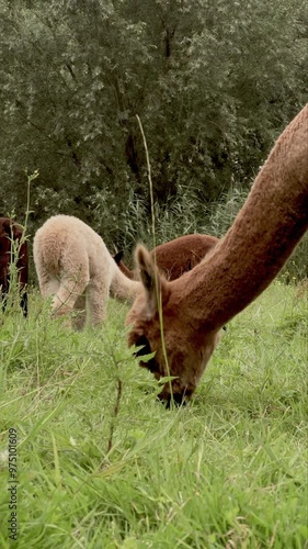 Alpacas peacefully grazing in a lush green pasture filled with vibrant vegetation and serenity