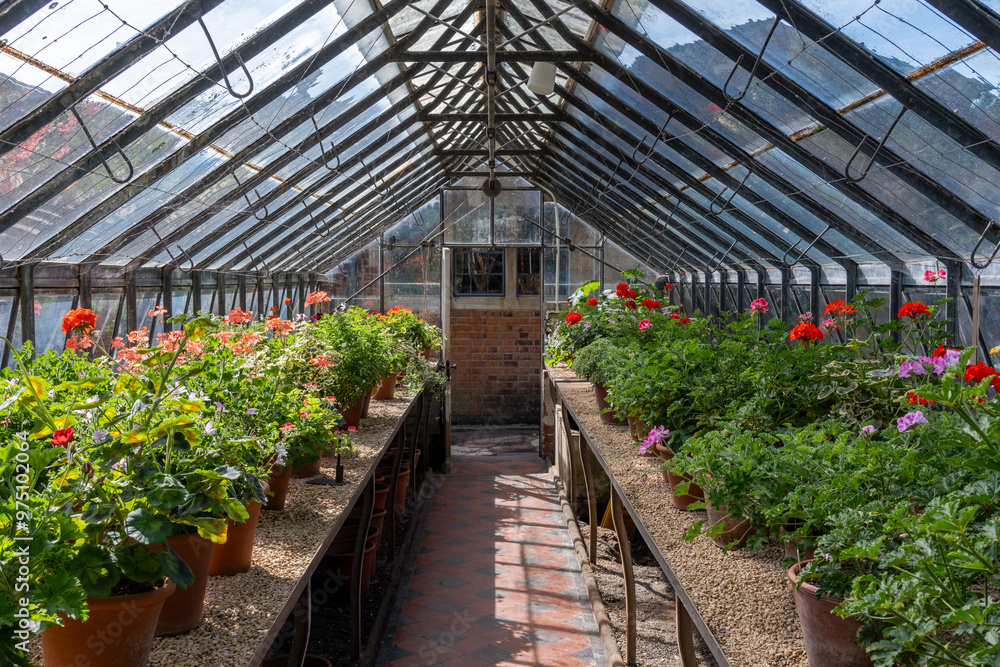 greenhouse with geraniums greenhouse with geraniums