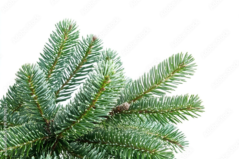 Green Pine Tree Branch Isolated on White Background – Natural Fir Branch Perfect for Christmas, Seasonal Decor, Holiday Arrangements, Winter Themes, and Festive Design Elements Green Pine Tree Branch Isolated on White Background – Natural Fir Branch Perfect for Christmas, Seasonal Decor, Holiday Arrangements, Winter Themes, and Festive Design Elements
