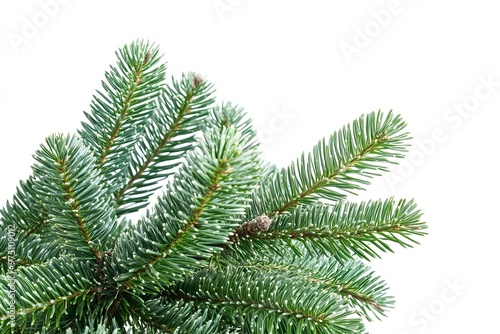 Green Pine Tree Branch Isolated on White Background – Natural Fir Branch Perfect for Christmas, Seasonal Decor, Holiday Arrangements, Winter Themes, and Festive Design Elements