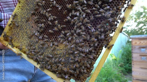 beekeeper holding a honeycomb full of bees closeup photo