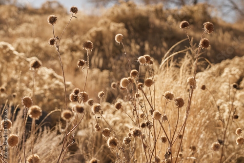 grass in the morning, prairie, grassland, seed heads, seed stalks, botanical, round, spherical, textural, textures, texture, golden, warm, sepia, bokeh, light, field, plants, plant, natural, wild