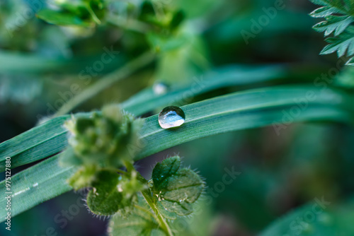 A delicate, fragile dewdrop trembling on a leaf. The great sage Mevlana wrote the metaphor of seeing the ocean in a drop for her. photo