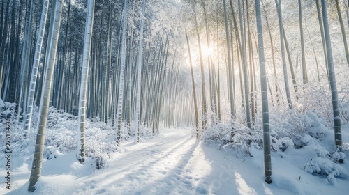 Sunlit Path Through a Snowy Bamboo Forest