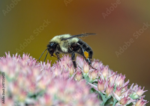 Closeup of an eastern bumblebee drinking nectar from a pink sedum plant.