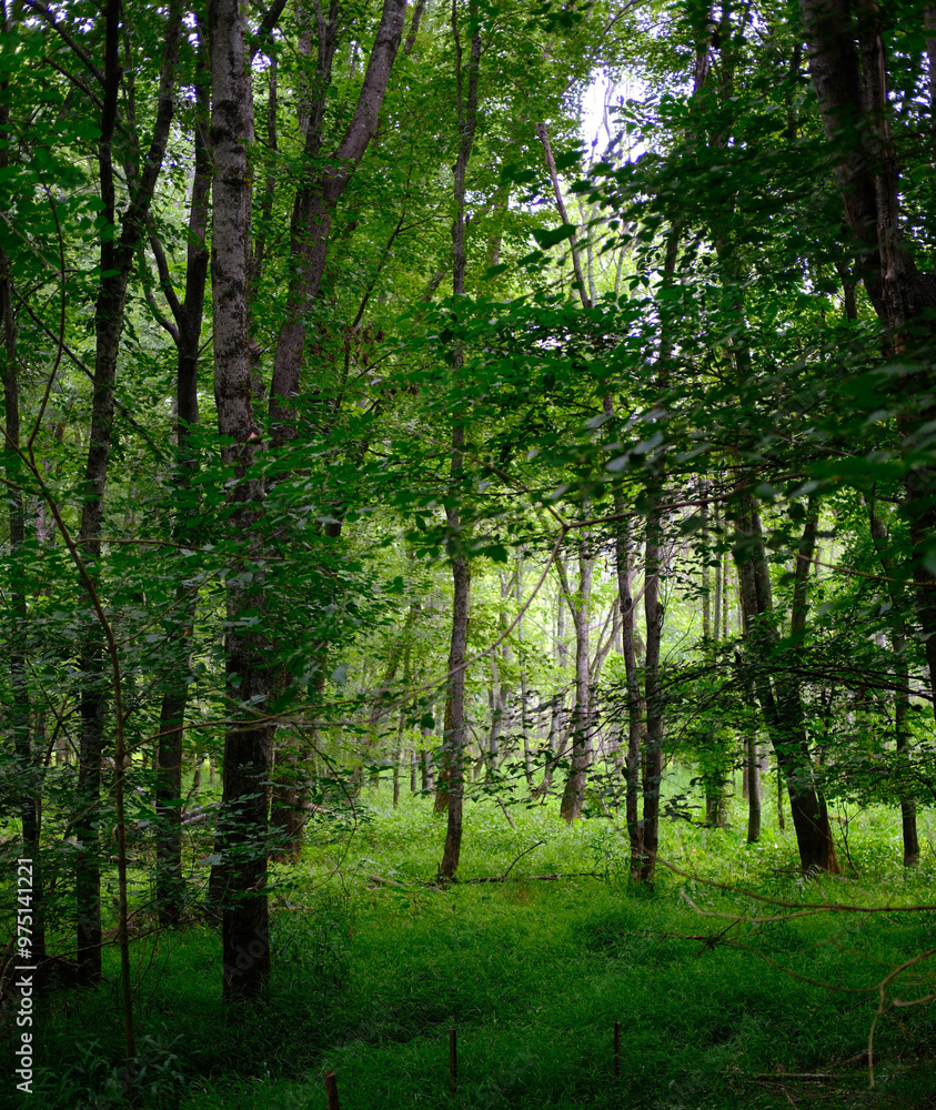Scenes Along the Greeway Walking Trail in Forsyth County Scenes Along the Greeway Walking Trail in Forsyth County