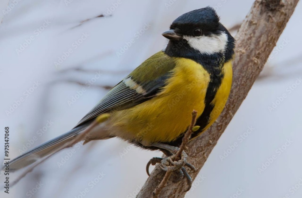 Naklejka premium yellow wagtail on a branch